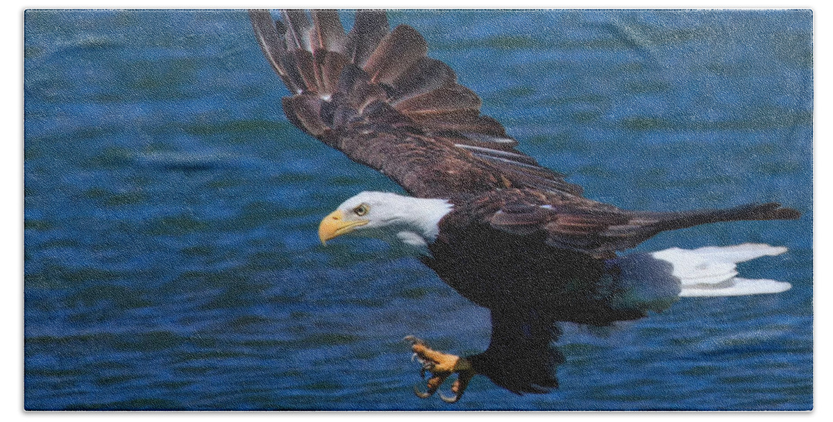 Bald Eagle Beach Sheet featuring the photograph Bald Eagle on the Hunt by Beth Sargent