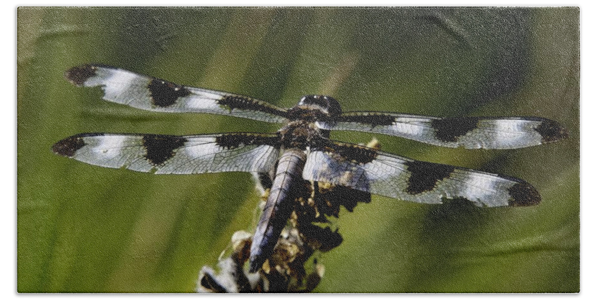 Dragonfly Photographs Beach Towel featuring the photograph Battlescars by Greg Jones