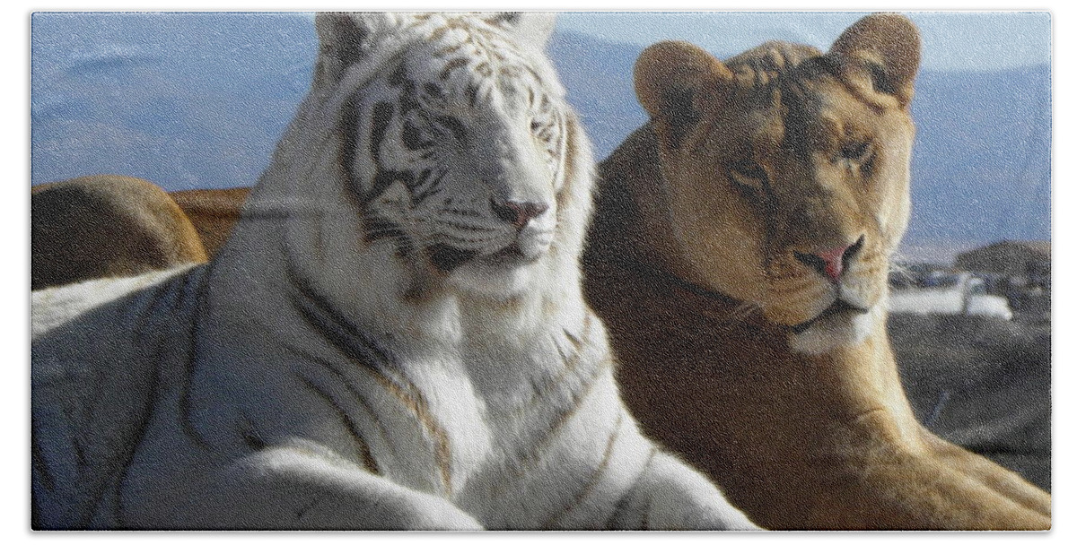 Tiger Beach Towel featuring the photograph Beautiful Girls by Kim Galluzzo