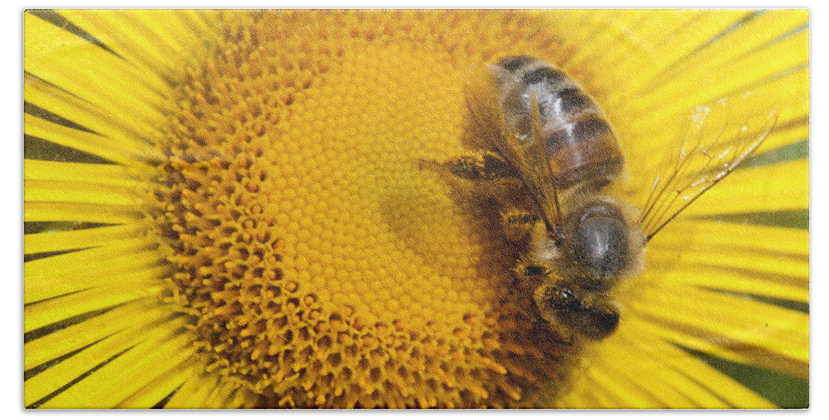Mp Beach Towel featuring the photograph Bee Apidae On Alpine Sunflower by Matthias Breiter