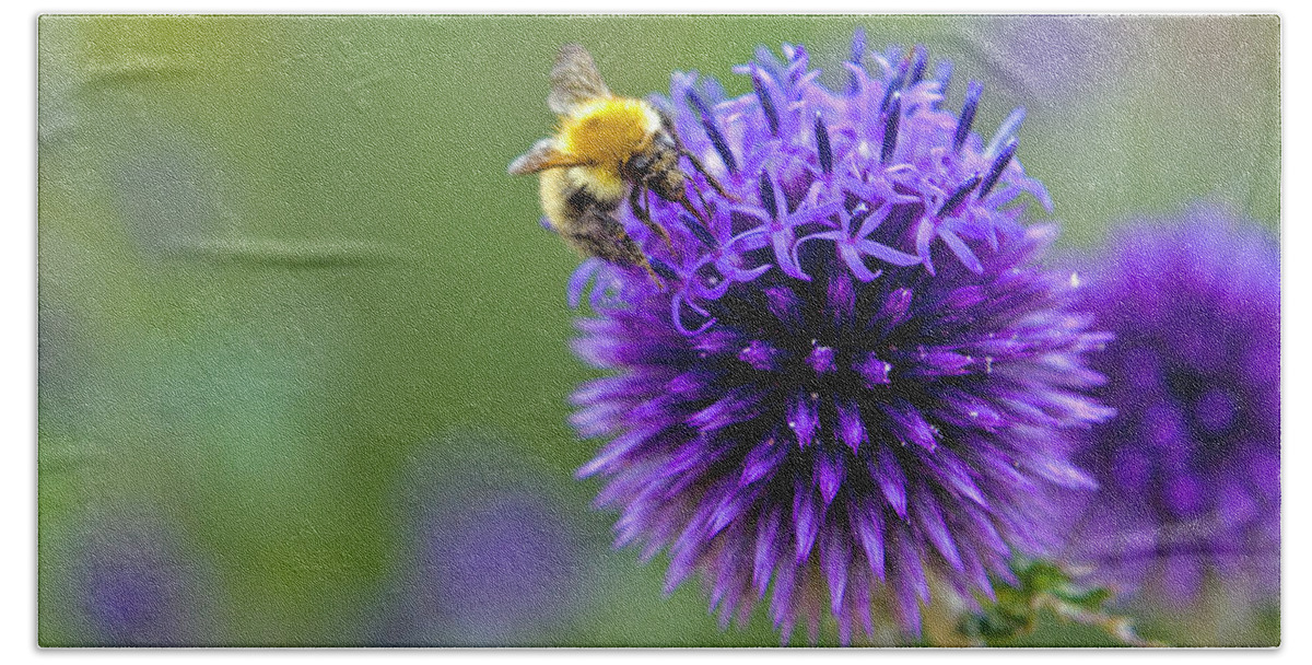 Bee Beach Sheet featuring the photograph Bee on garden flower by David Freuthal