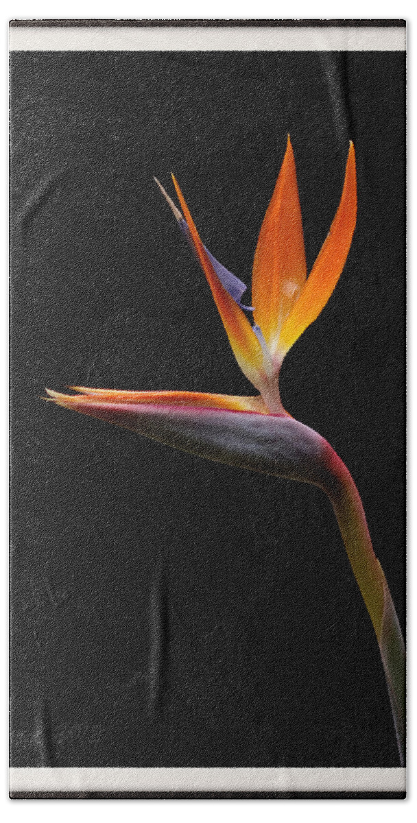Flower Beach Towel featuring the photograph Bird of Paradise by Farol Tomson