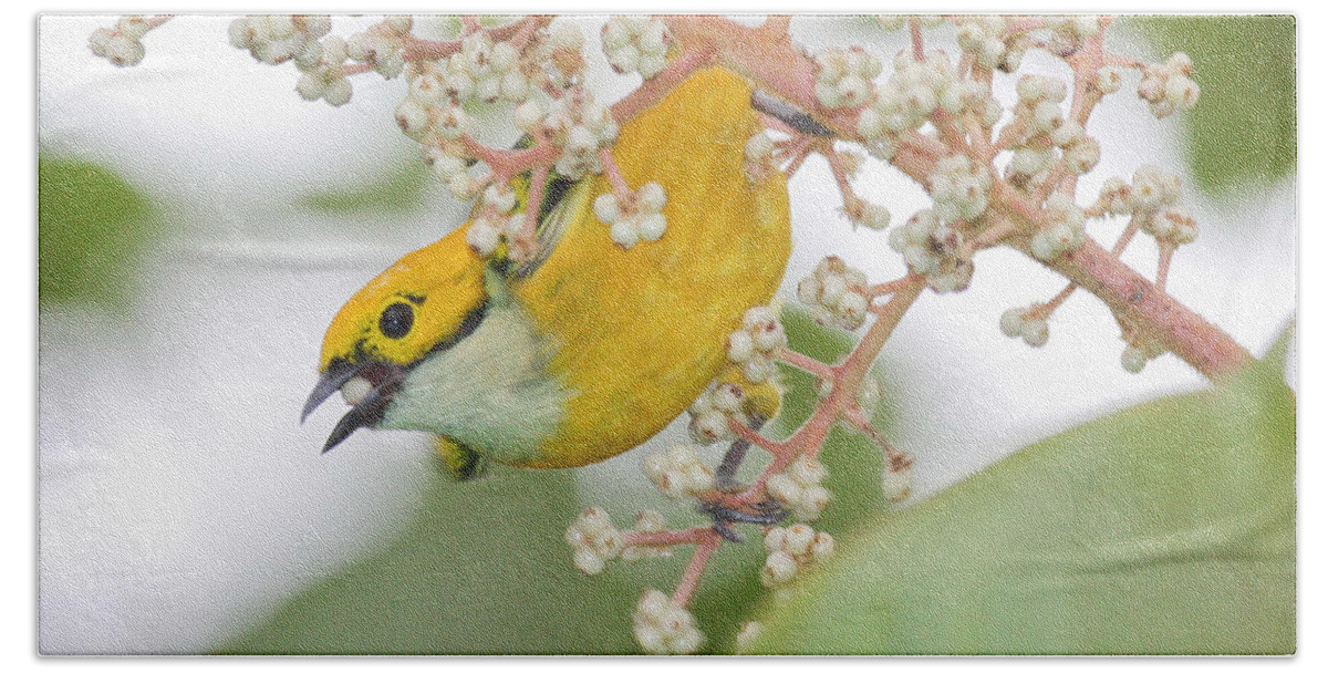 Yellow Bird Beach Sheet featuring the photograph Bird with Berry by Tom and Pat Cory