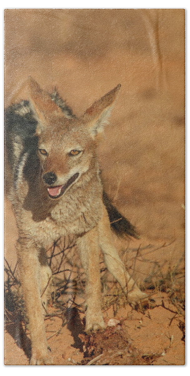 Africa Beach Towel featuring the photograph Black-backed Jackal by Bruce J Robinson