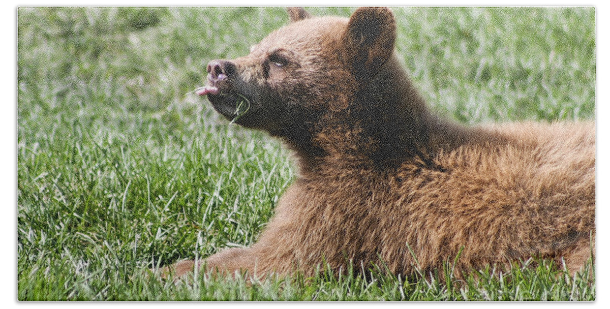 Animal. Wildlife Beach Towel featuring the photograph Black Bear Cub I by Teresa Zieba