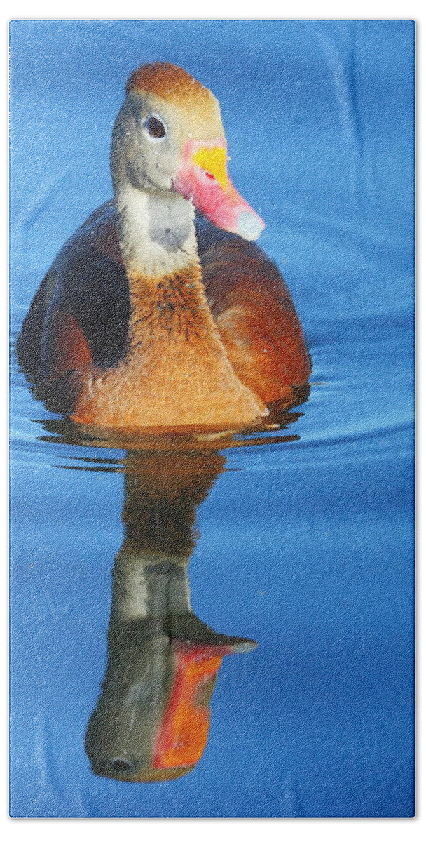 Black-bellied Whistling-duck Beach Towel featuring the photograph Black-bellied Whistling-Duck by Andrew McInnes