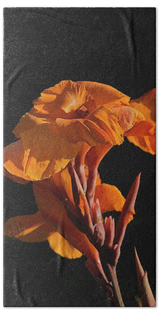 Day Lilly Beach Towel featuring the photograph Black by Joseph Yarbrough