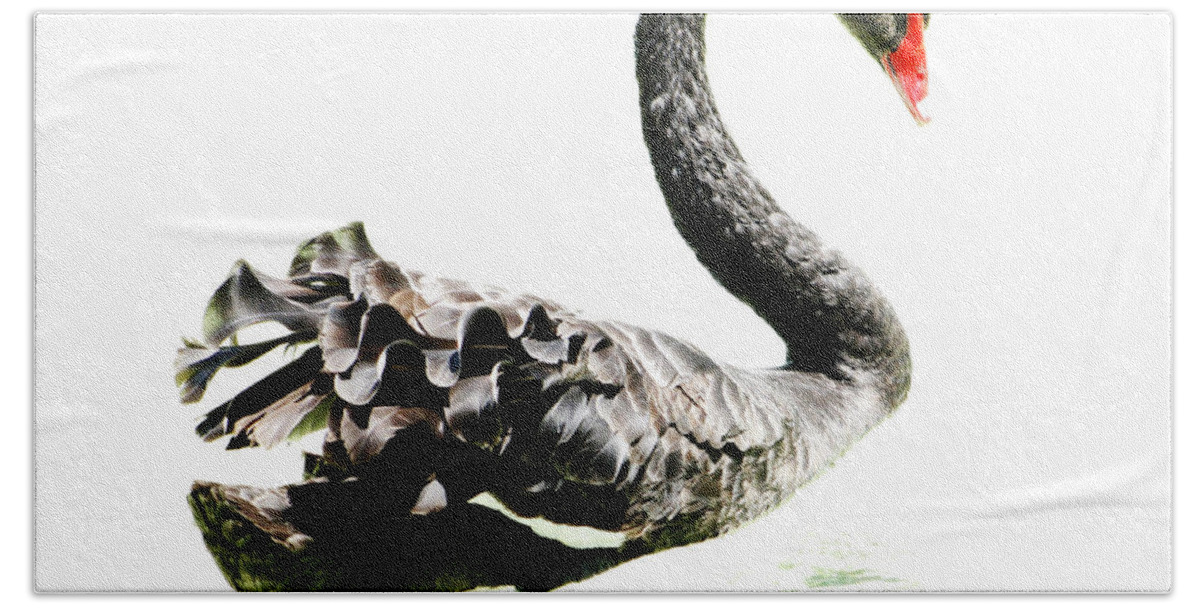 Black Swan Beach Sheet featuring the photograph Black Swan by Scott Wood