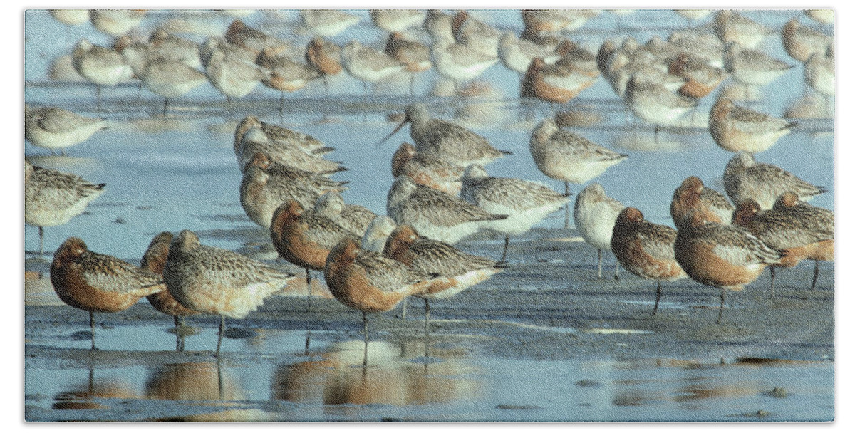 Fn Beach Towel featuring the photograph Black-tailed Godwit Limosa Limosa Flock by Flip De Nooyer