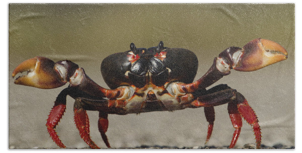 Mp Beach Towel featuring the photograph Blackback Land Crab Gecarcinus by Pete Oxford