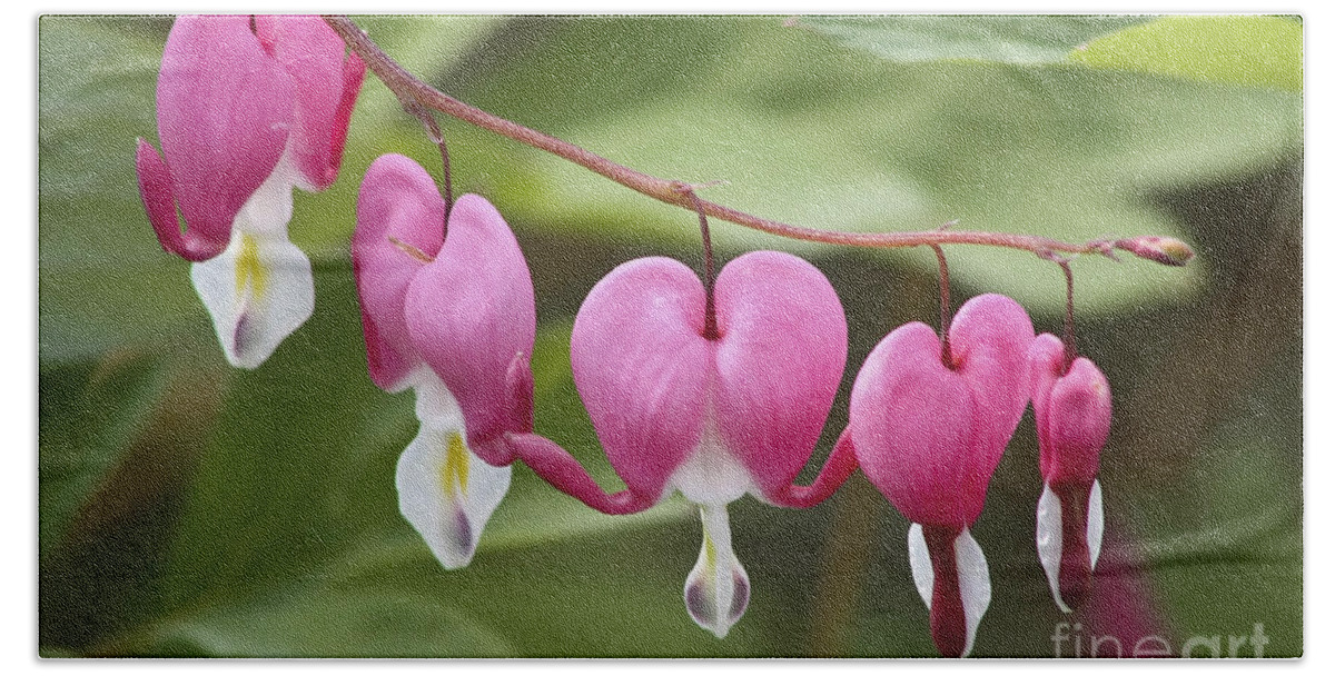 Flower Beach Sheet featuring the photograph Bleeding Hearts by Teresa Zieba