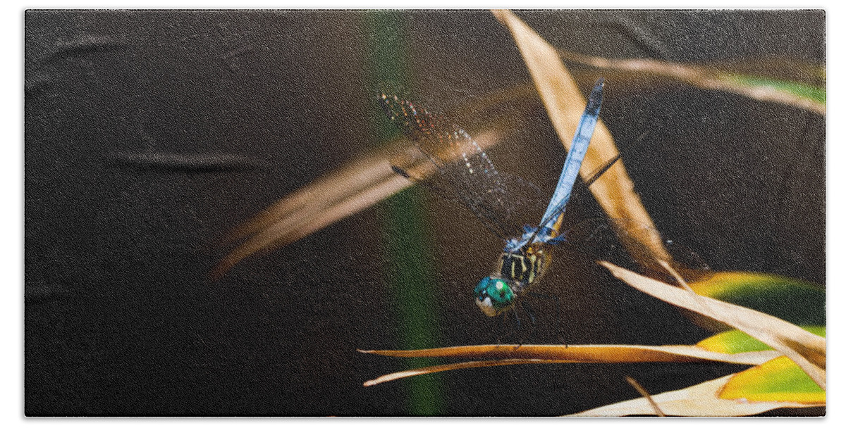 Blue Dasher Beach Sheet featuring the photograph Blue Dasher Dragonfly by Ed Gleichman