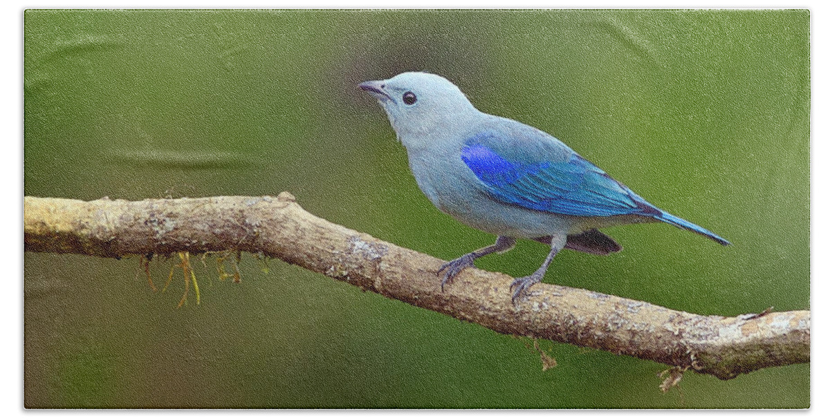 Blue-gray Tanager Beach Sheet featuring the photograph Blue-Gray and Green by Tony Beck