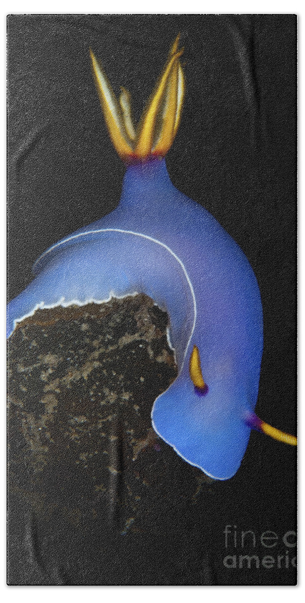Habitat Beach Towel featuring the photograph Blue Hypselodoris Bulockii Sea Slug by Mathieu Meur