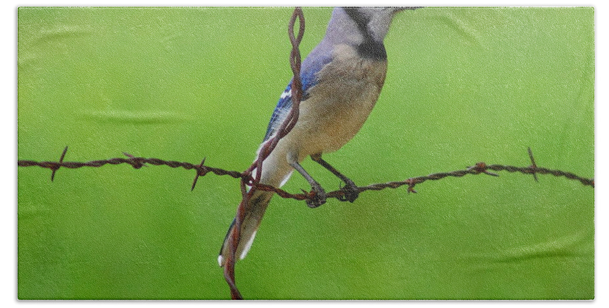Animal Beach Towel featuring the photograph Blue Jay On Crossed Wire by Robert Frederick