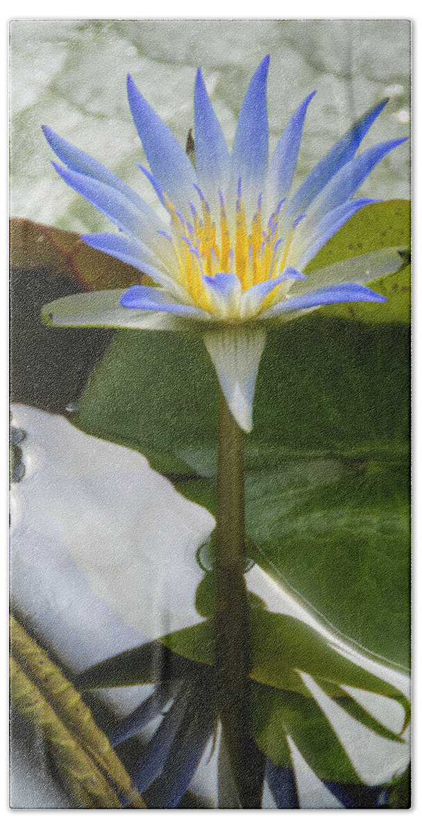 Lotus Beach Sheet featuring the photograph Blue Lotus by Wayne Sherriff