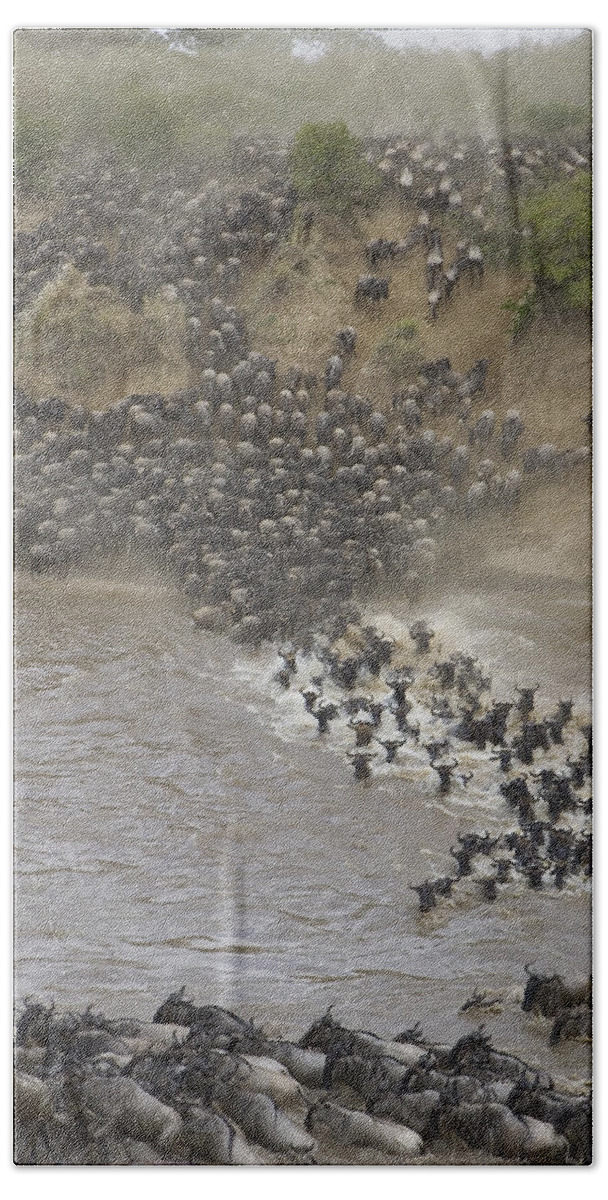 00761234 Beach Towel featuring the photograph Blue Wildebeest Migrating Across Mara by Suzi Eszterhas