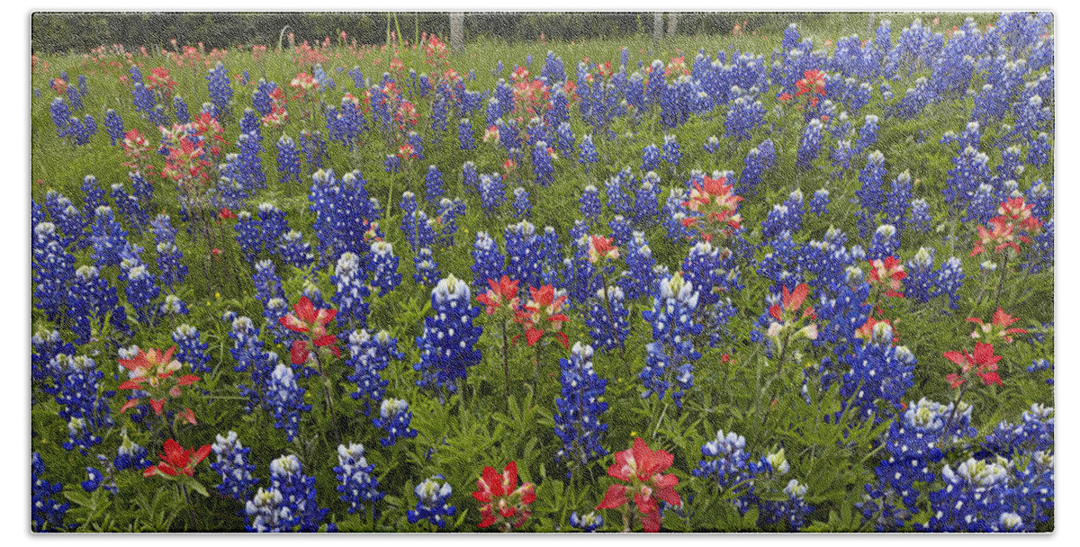 00442667 Beach Towel featuring the photograph Bluebonnet And Paintbrush by Tim Fitzharris