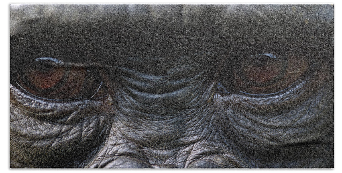 Mp Beach Towel featuring the photograph Bonobo Pan Paniscus Close-up Of Eyes by Cyril Ruoso