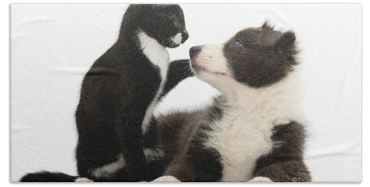 Nature Beach Towel featuring the photograph Border Collie Pup And Tuxedo Kitten by Mark Taylor