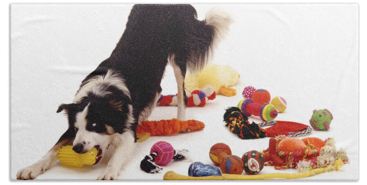 Dog Beach Towel featuring the photograph Border Collie With Toys by Jane Burton
