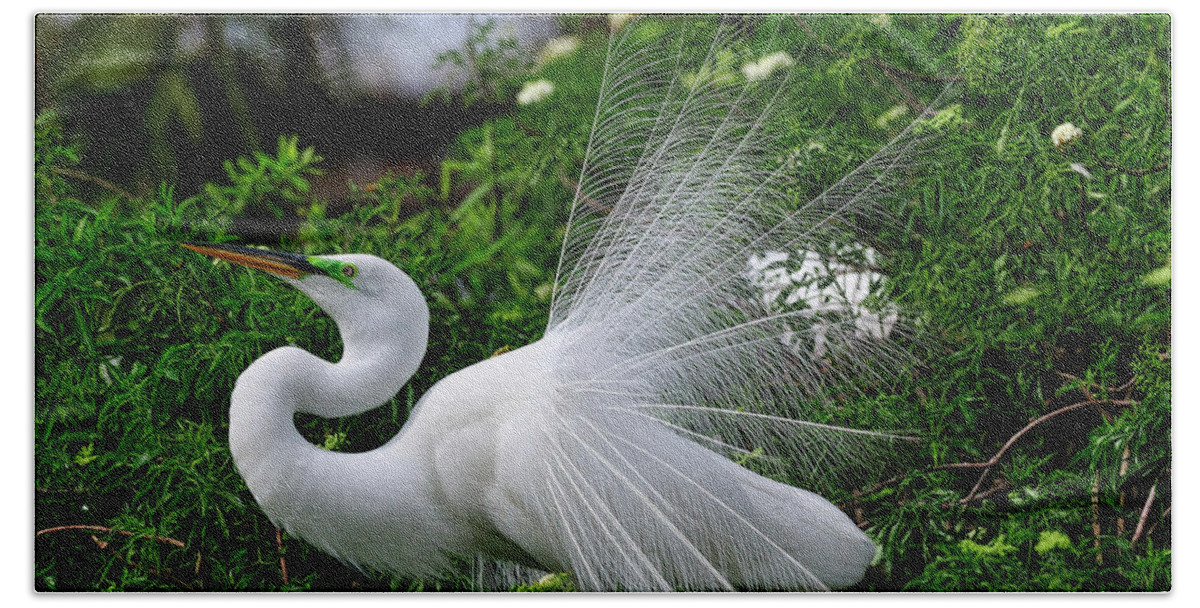 Great White Egret Beach Sheet featuring the photograph Brilliant Feathers by Bill Dodsworth