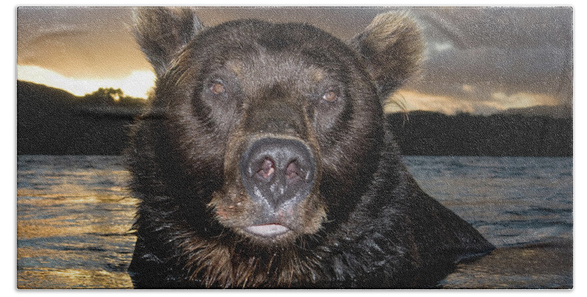 Mp Beach Towel featuring the photograph Brown Bear Ursus Arctos In River by Sergey Gorshkov