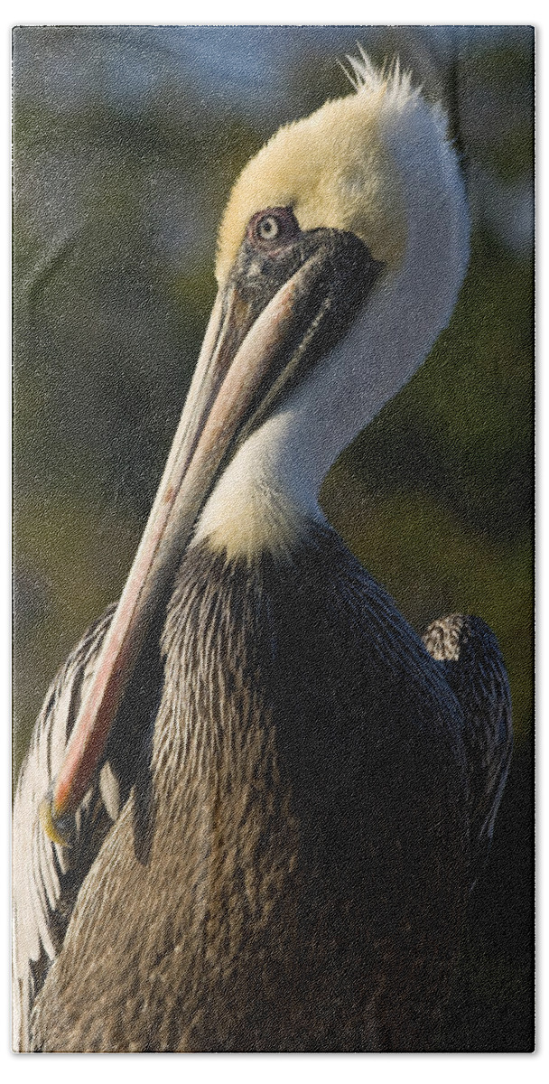 Beak Beach Towel featuring the photograph Brown Pelican by Ed Gleichman