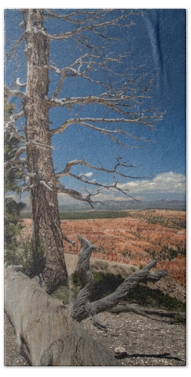 Bryce Beach Towel featuring the photograph Bryce Canyon - Dead Tree by Larry Carr