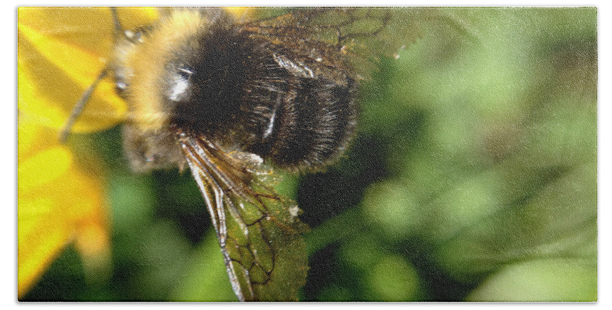 Bumblebee Beach Towel featuring the photograph Bumble Bee by Chriss Pagani
