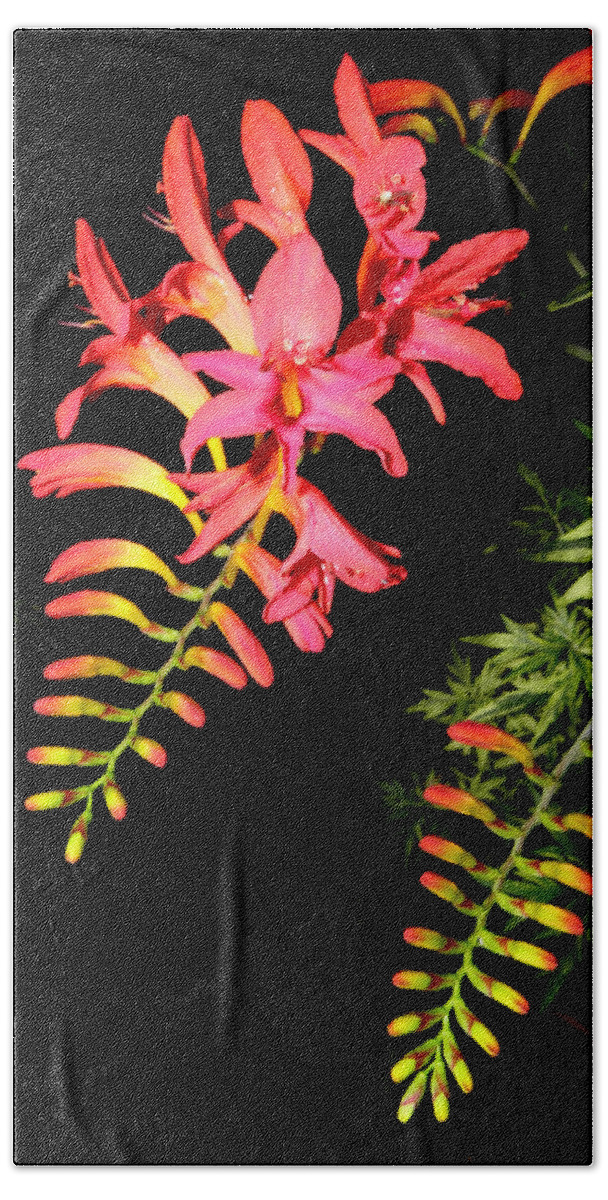 Flower Beach Towel featuring the photograph Burst Of Beauty by Kim Galluzzo Wozniak