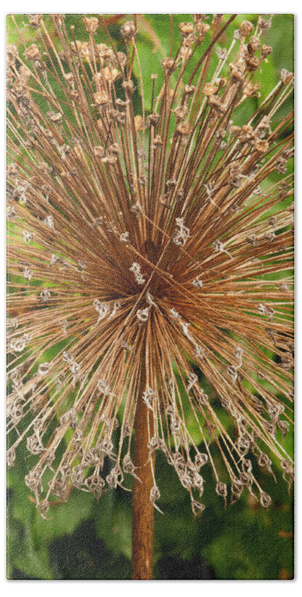 Brilliant Blooms Beach Towel featuring the photograph Burst by Paul Mangold