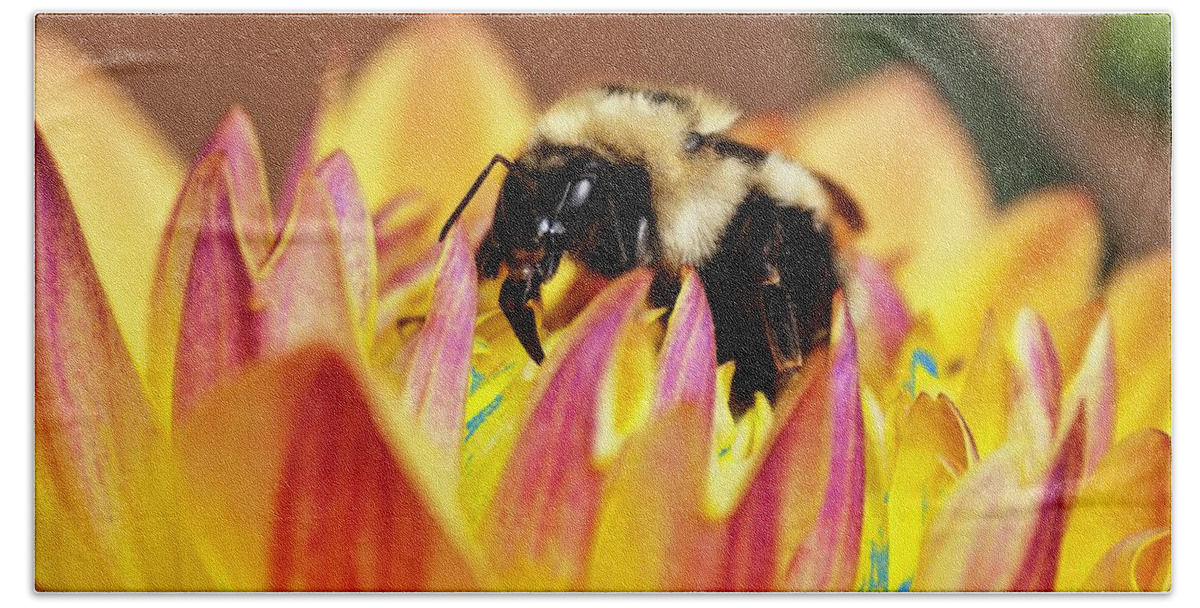 Bee Beach Towel featuring the photograph Busy Bee by Greg Jones