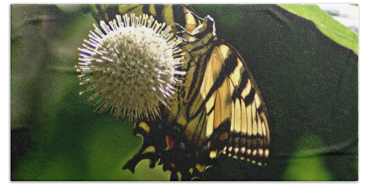 Butterfly Beach Towel featuring the photograph Butterfly 2 by Joe Faherty
