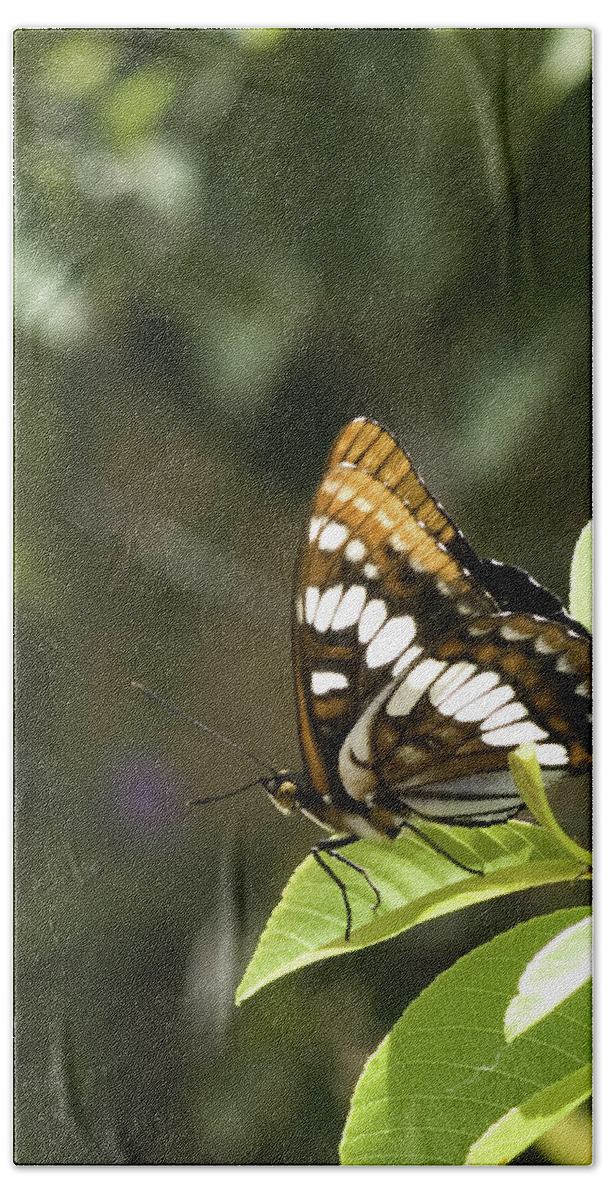 Butterfly Beach Towel featuring the photograph Butterfly at Rest by Betty Depee