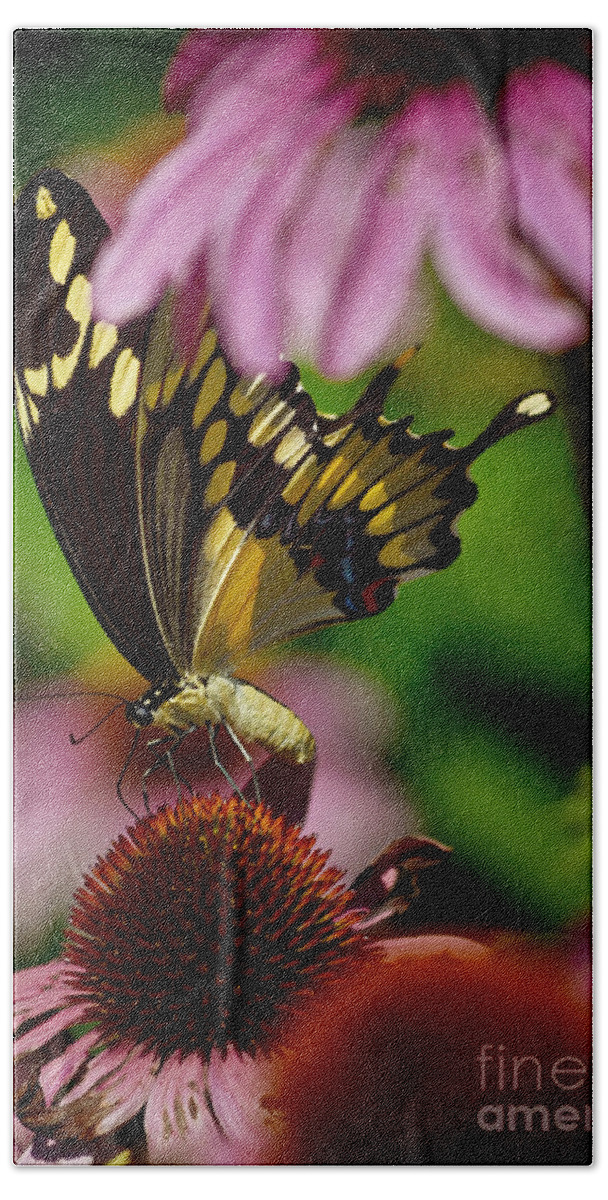 Color Photography Beach Towel featuring the photograph Butterfly Heaven by Sue Stefanowicz