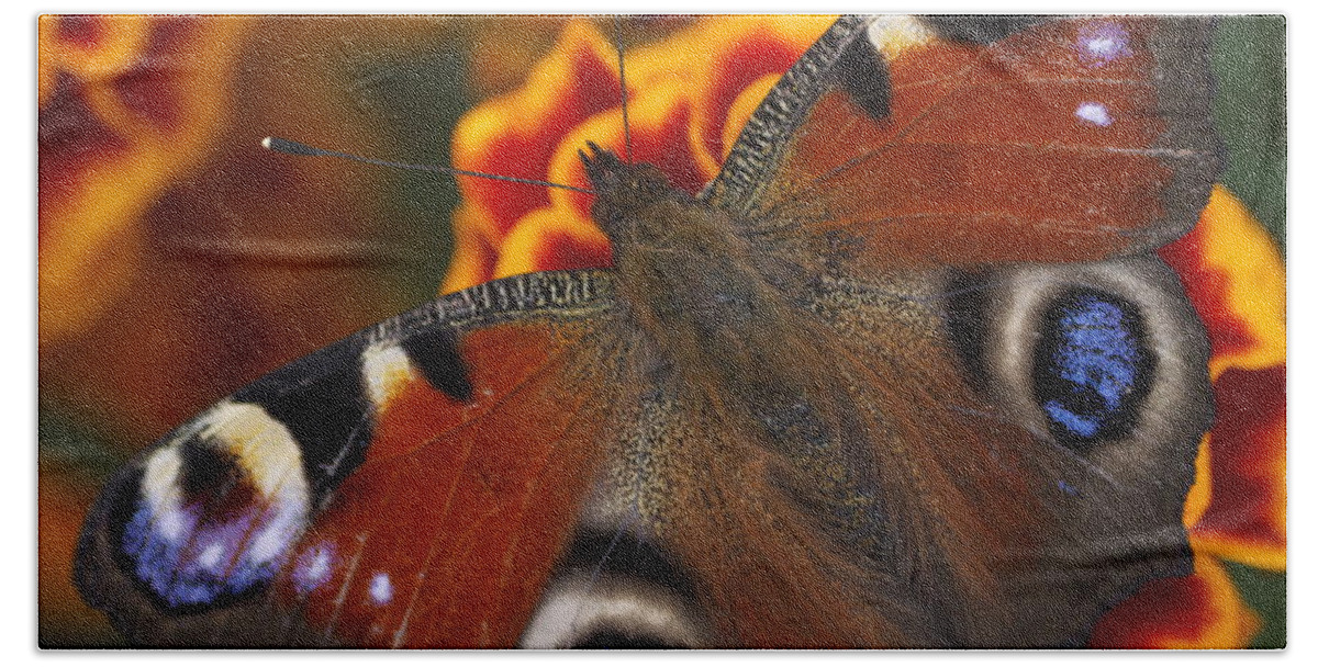 Flower Beach Sheet featuring the photograph Butterfly by Ivan Slosar