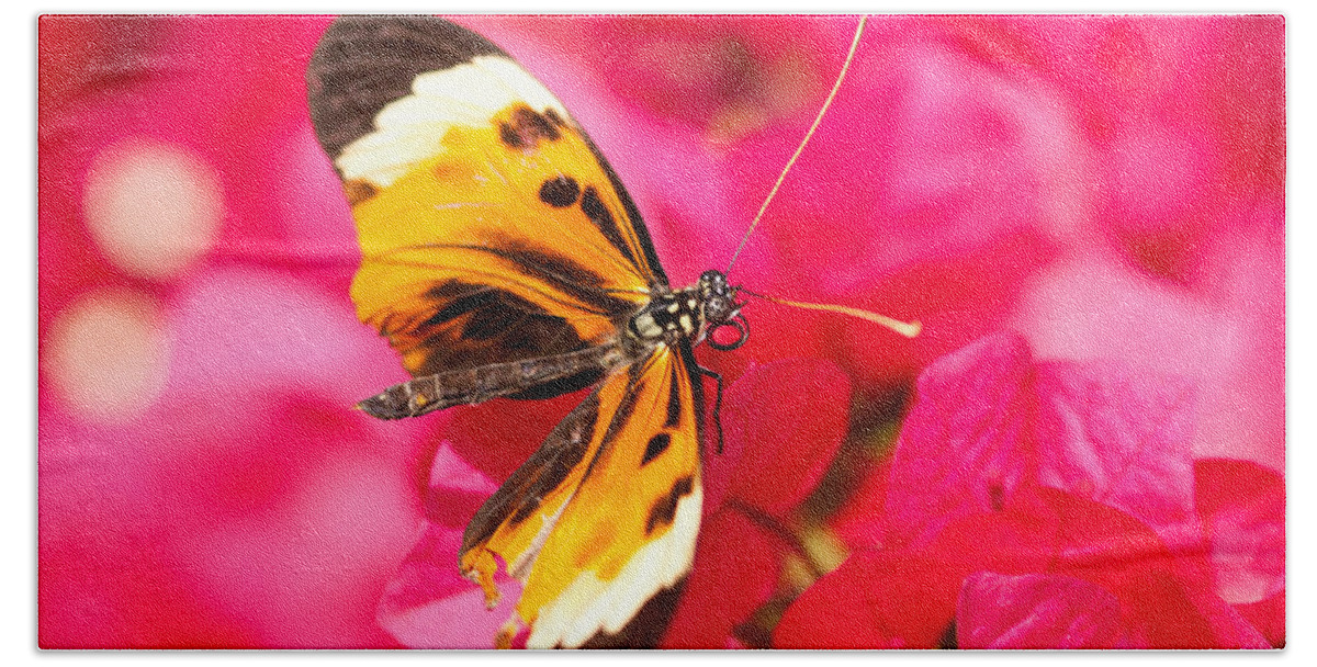 Animal Beach Towel featuring the photograph Butterfly by Les Palenik