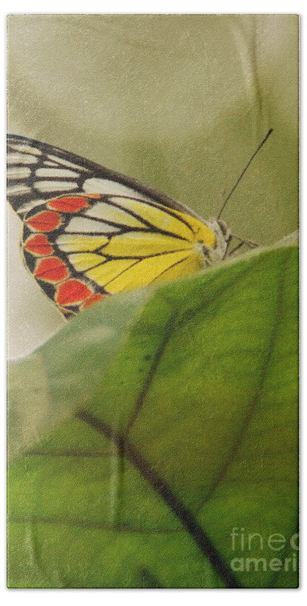Butterfly Beach Towel featuring the photograph Butterfly resting by Fotosas Photography