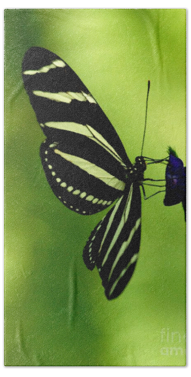 Butterfly Beach Towel featuring the photograph Butterfly by Ronald Grogan