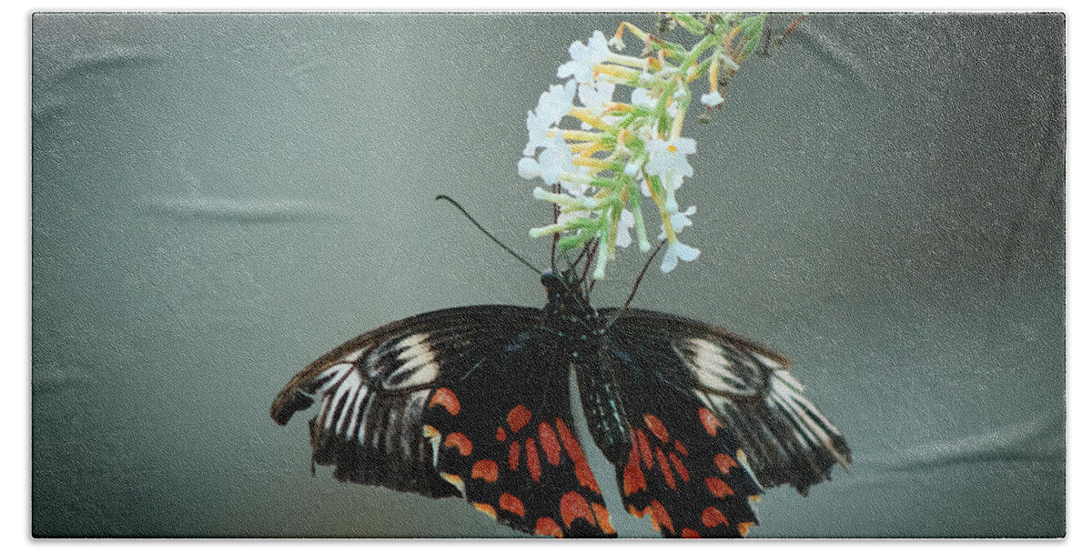 Bangalore Beach Towel featuring the photograph Butterfly by SAURAVphoto Online Store