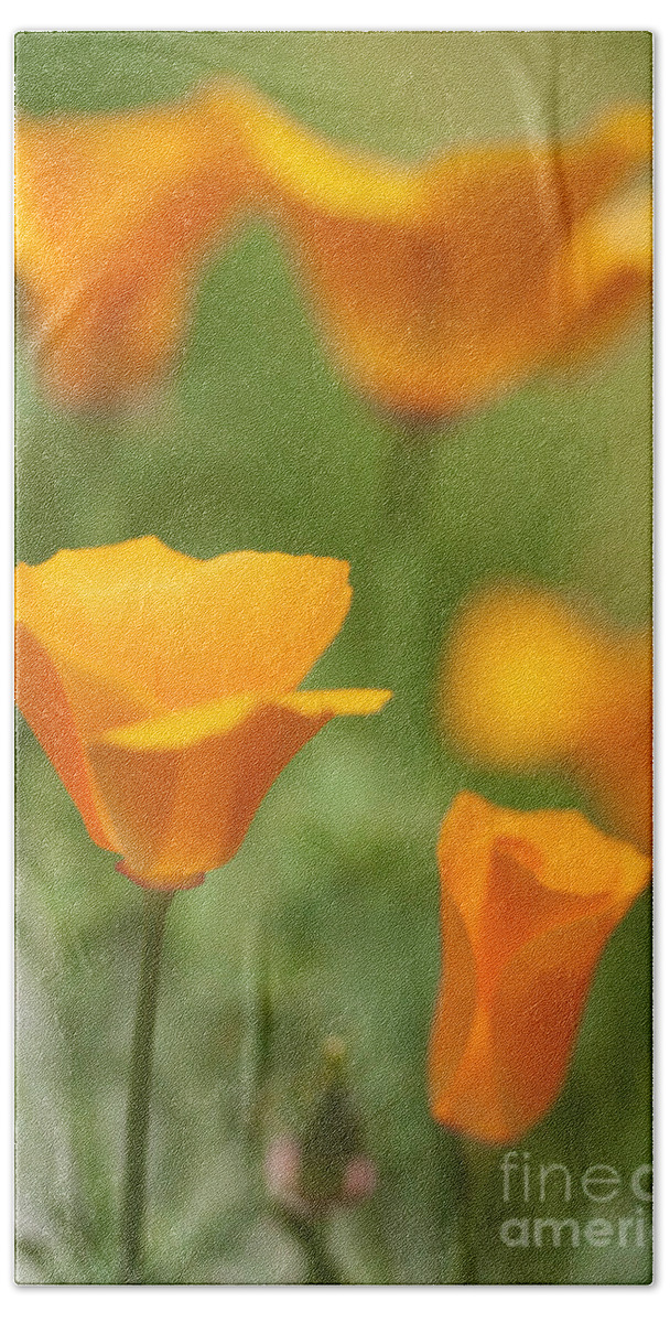 California Poppies Beach Towel featuring the photograph Cal Poppies by Brooke Roby