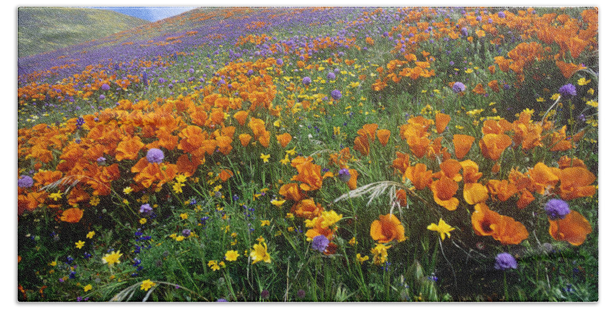 00176978 Beach Towel featuring the photograph California Poppy And Other Wildflowers by Tim Fitzharris