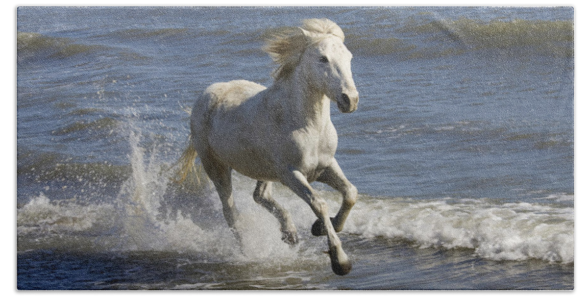 Mp Beach Towel featuring the photograph Camargue Horse Equus Caballus Running by Konrad Wothe