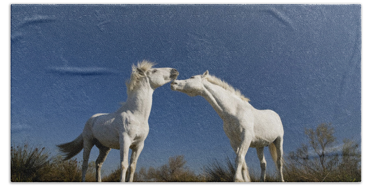 Mp Beach Towel featuring the photograph Camargue Horse Equus Caballus Stallions by Konrad Wothe