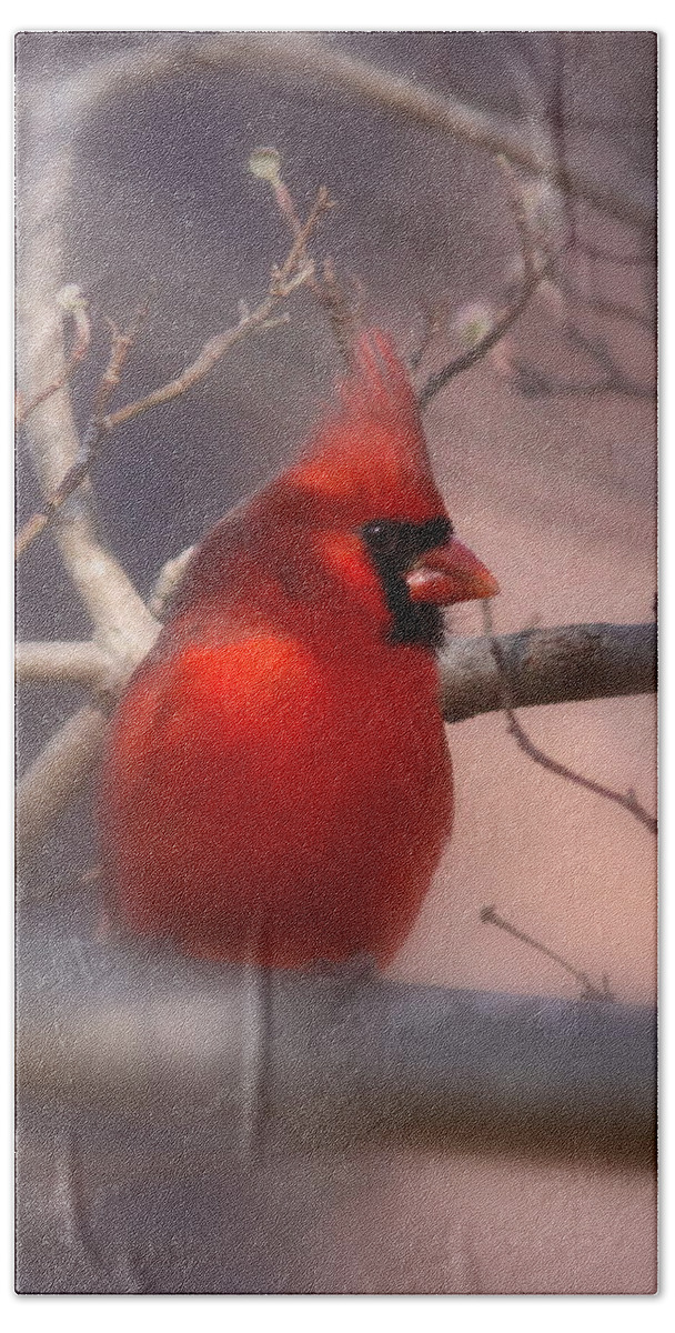 Cardinal Beach Sheet featuring the photograph Cardinal - Unafraid by Travis Truelove