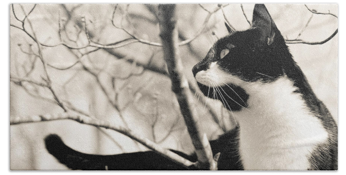 Snickers Beach Sheet featuring the photograph Cat in a Tree in Black and White by Lori Coleman