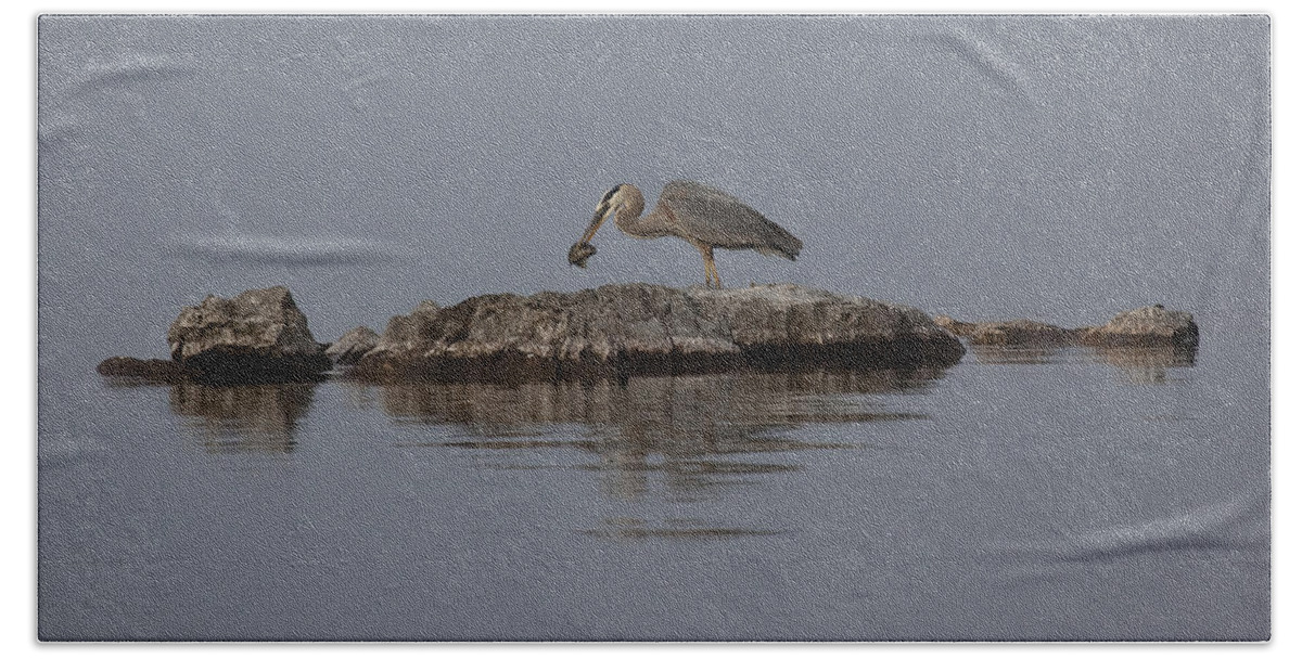 Bird Beach Towel featuring the photograph Caught One by Eunice Gibb