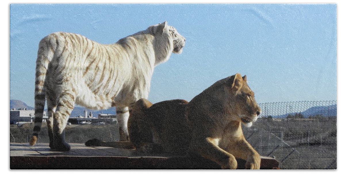 Lion Beach Towel featuring the photograph Chalet and Kumba by Kim Galluzzo