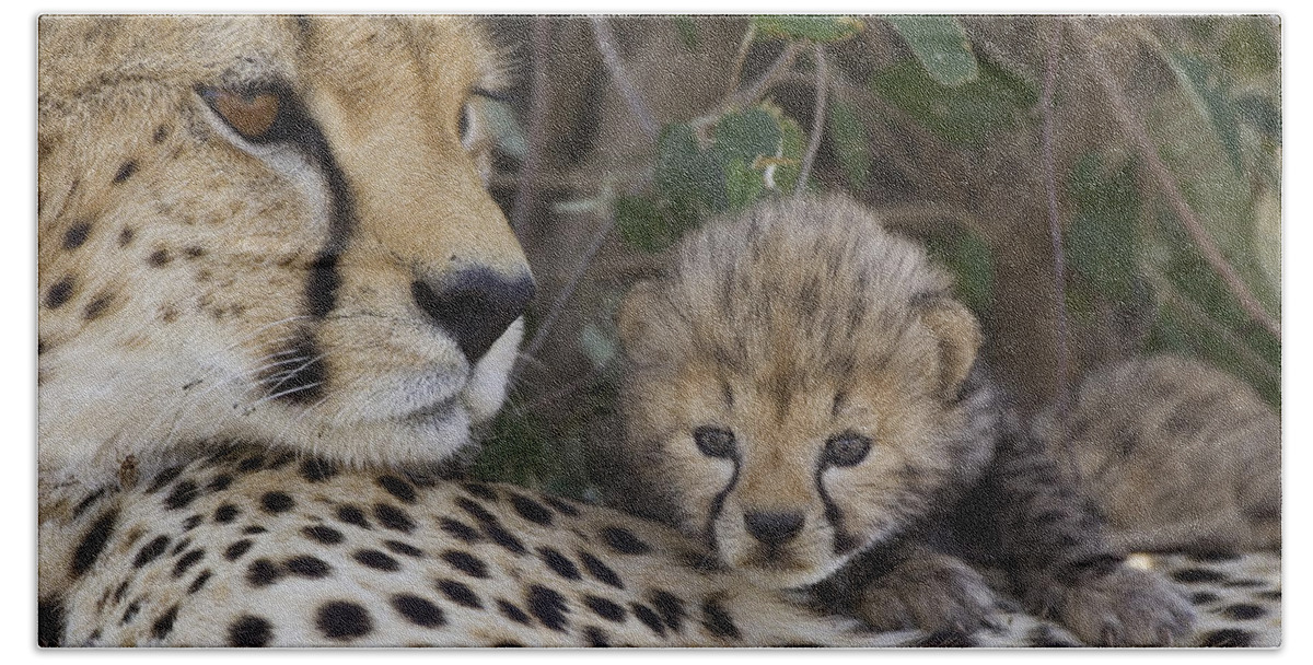 00761518 Beach Towel featuring the photograph Cheetah Mother And 7 Day Old Cub Maasai by Suzi Eszterhas
